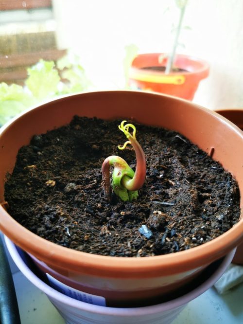 Po zasadení začne z kôstky vyrastať rastlinka.
